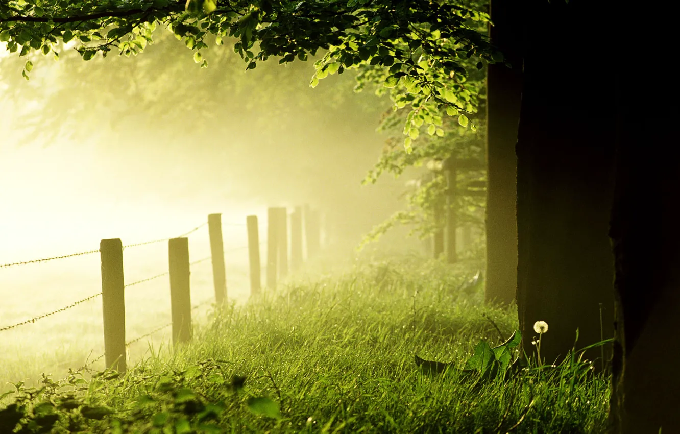 Фото обои лес, трава, деревья, туман, одуванчик, газон, забор, утро
