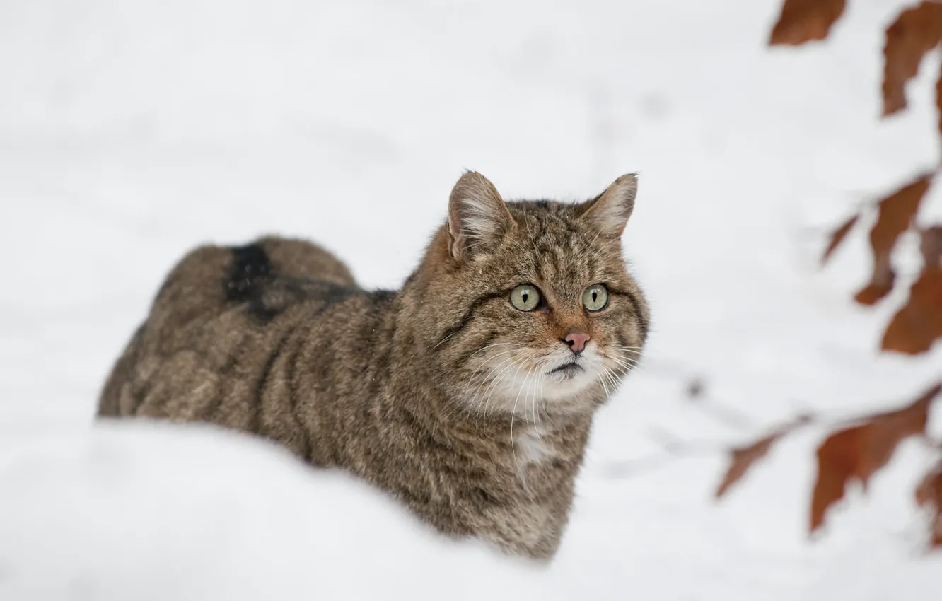 Фото обои зима, кошка, кот, морда, листья, снег, природа, интерес