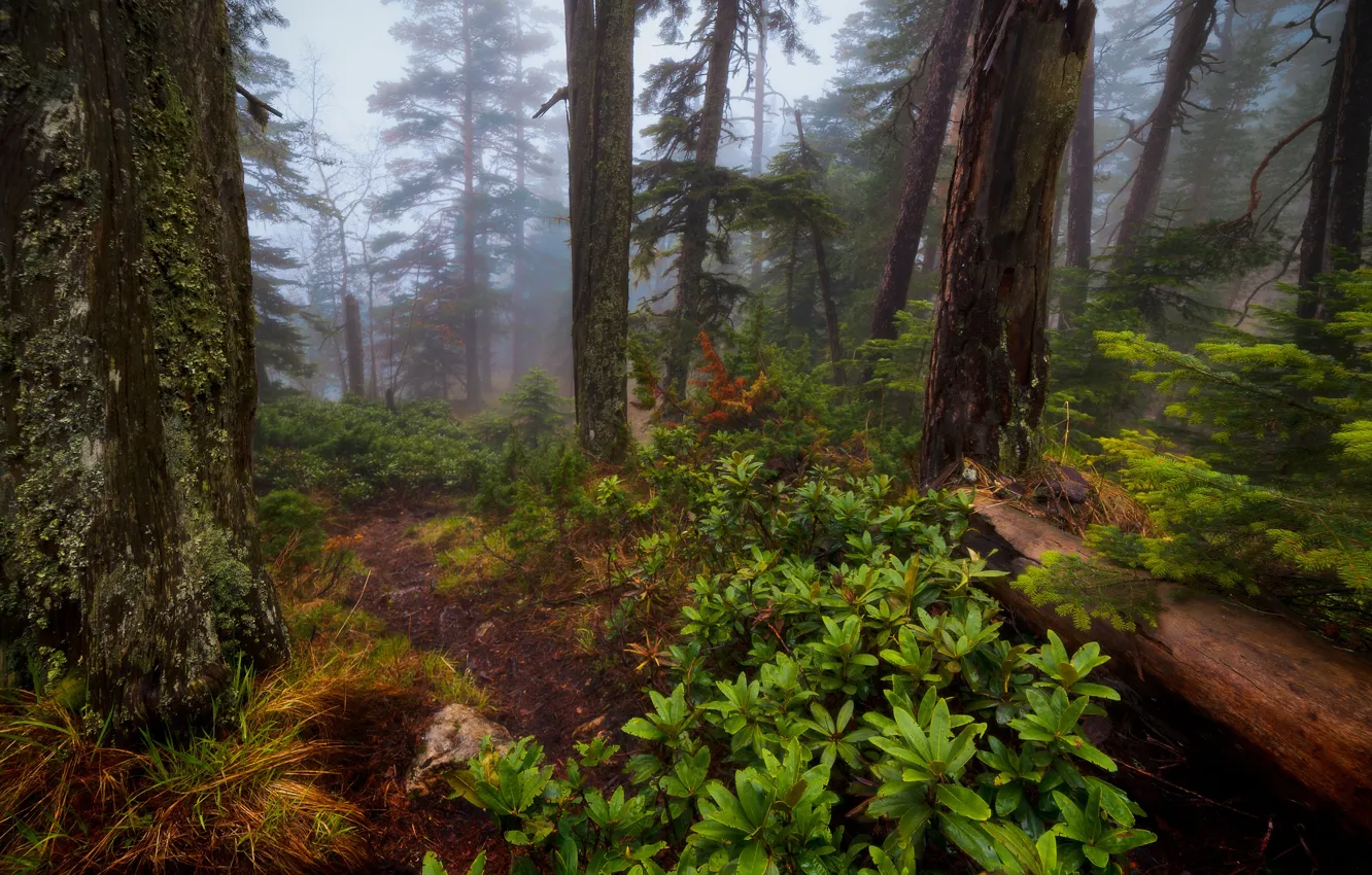 Фото обои лес, деревья, природа, туман, Александр Плеханов