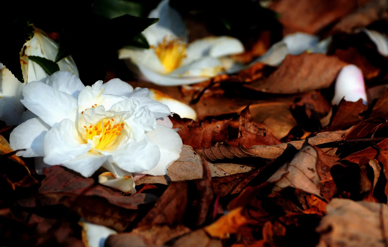 Фото обои осень, белый, листья, макро, природа, листва, Цветы, лепестки