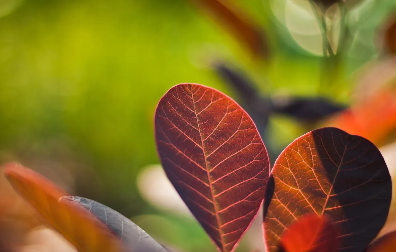 Фото обои макро, красный, лист, Red, Macro, Leaves