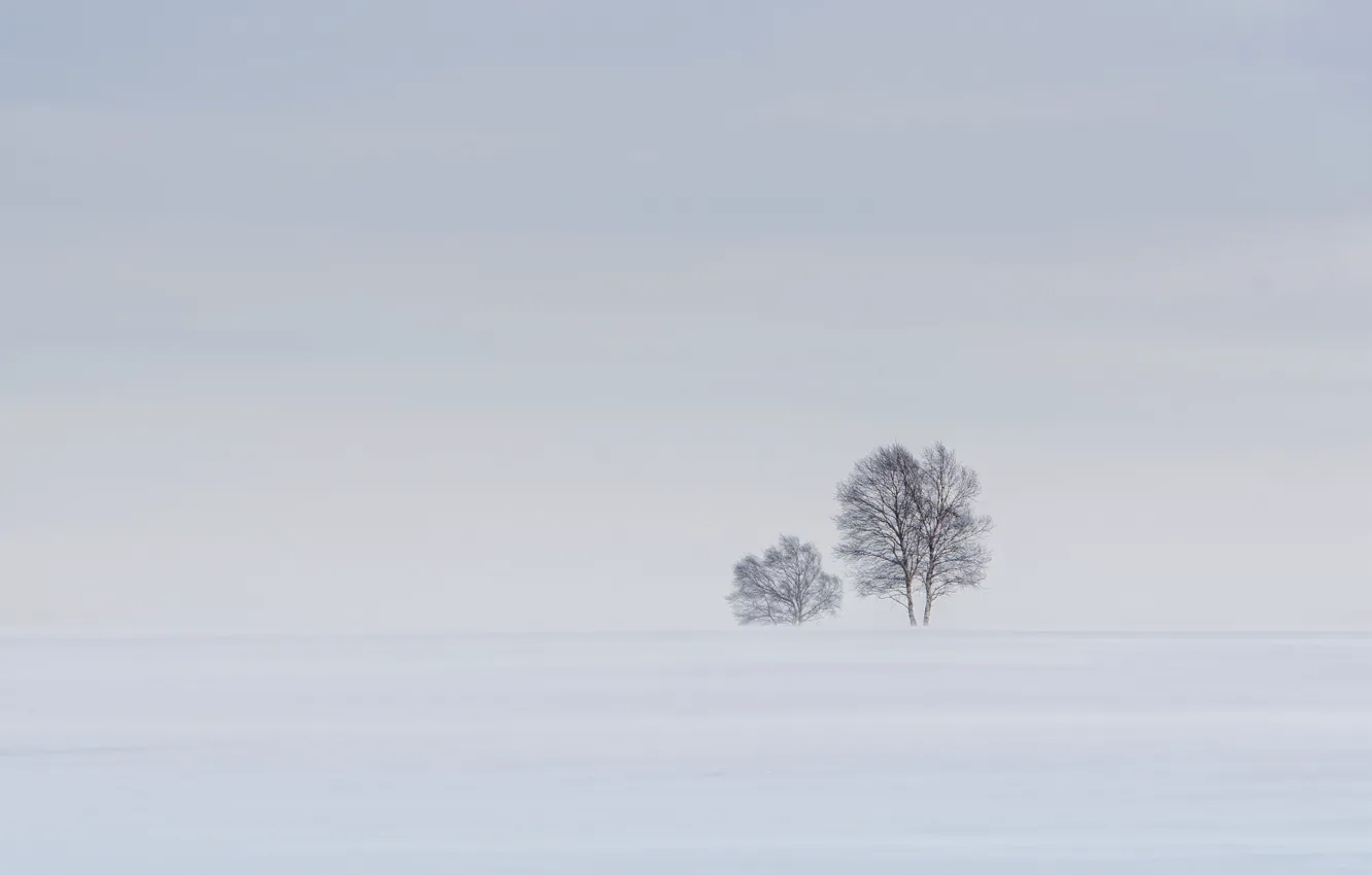 Фото обои снег, дерево, горизонт