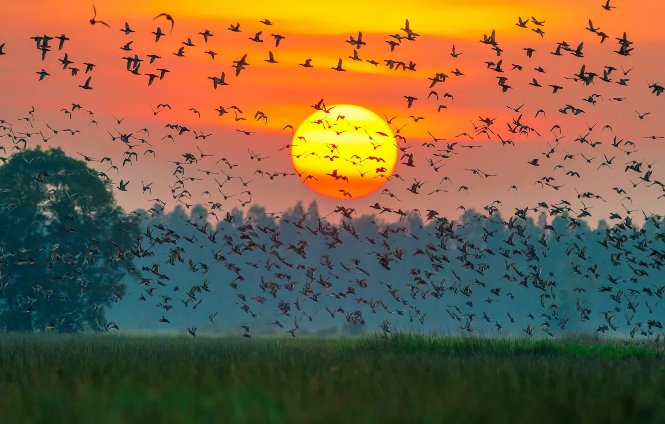 Фото обои colors, sunset, sun, ducks, many