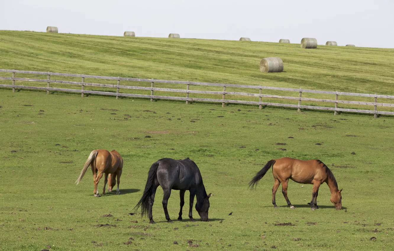 Фото обои horses, farm, hay, wood fence