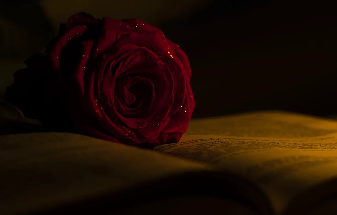 Фото обои роза, бутон, книга