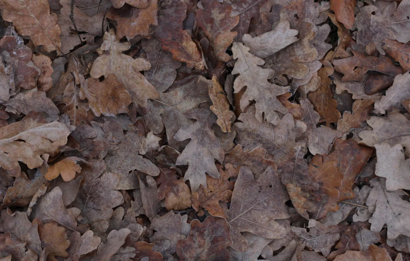 Ice brown. Дубовый лист фактура. Дубовая листва в середине октября. Oak leaves texture. Фото дубовой текстуры.