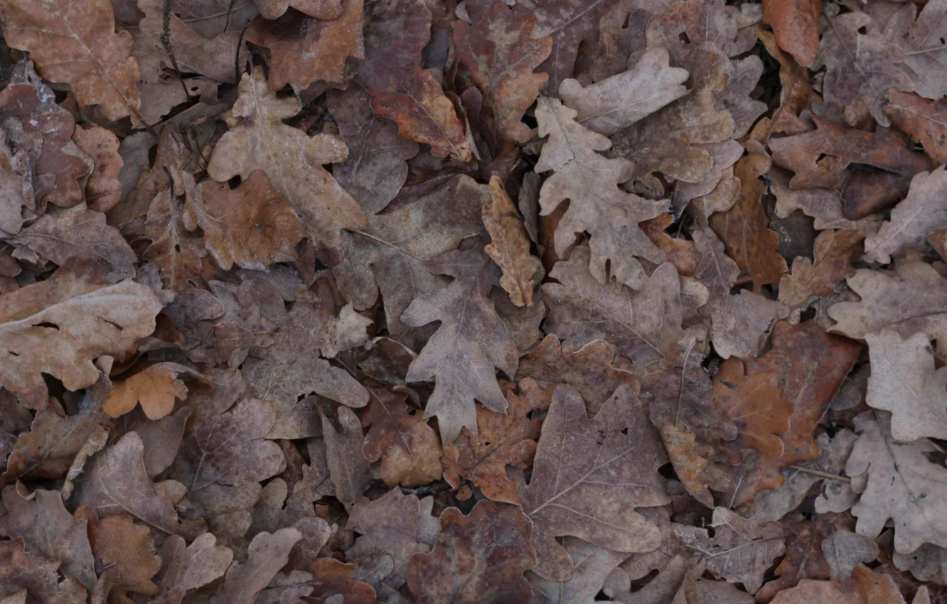 Фото обои осень, листья, лёд, коричневый, дуб, дубовая роща