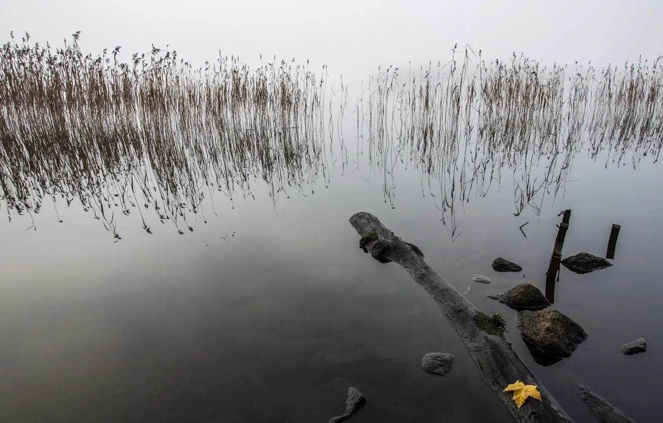 Фото обои лист, озеро, камыш