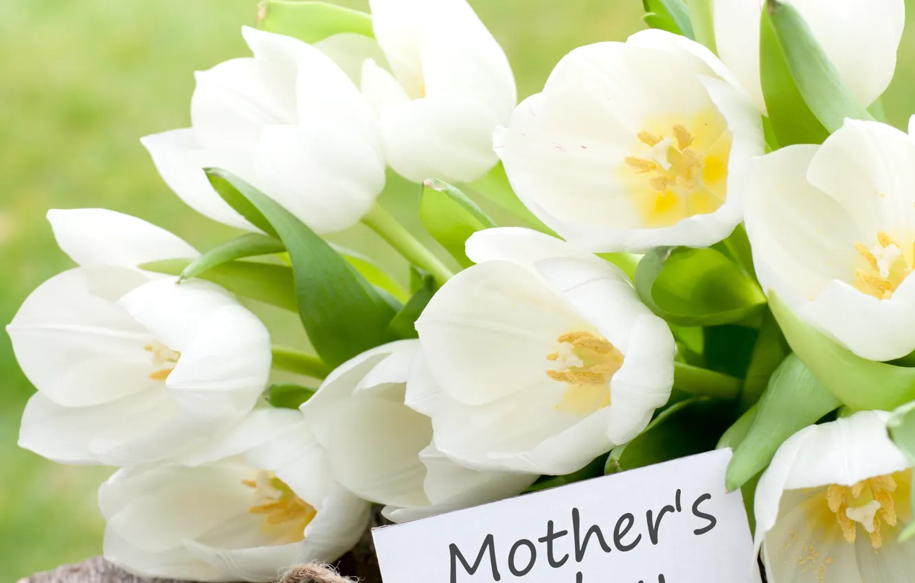 Фото обои цветы, праздник, открытка, белые тюльпаны