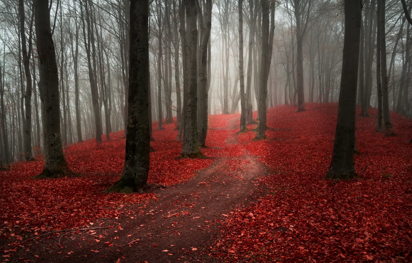 Фото обои дорога, осень, лес, листья, деревья, природа, туман, пасмурно