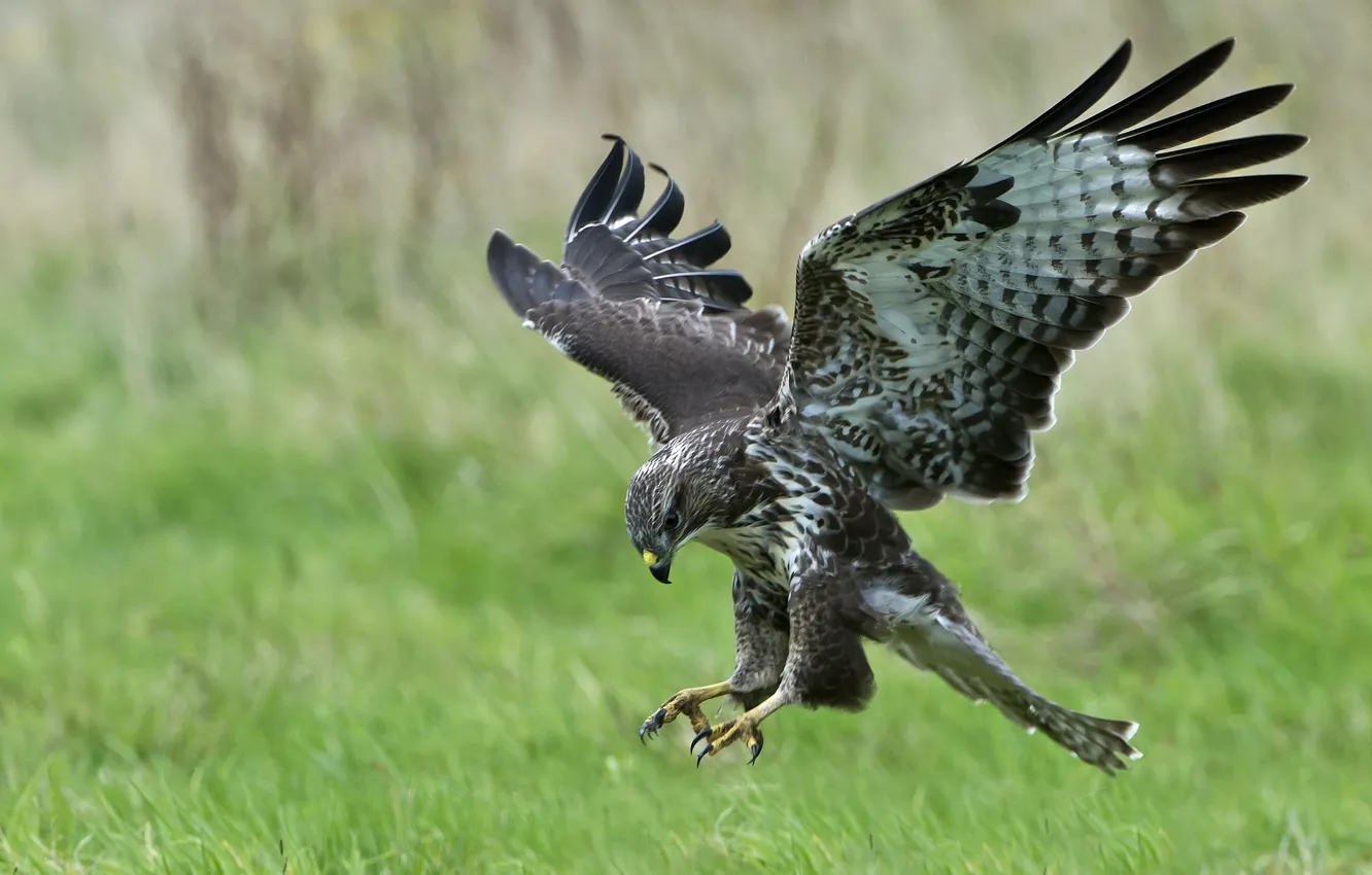 Фото обои полет, птица, крылья, хищник, коршун