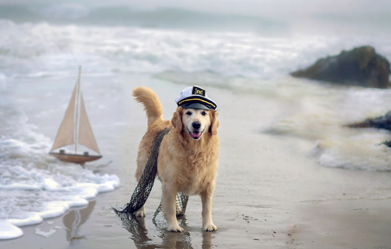 Фото обои море, собака, кораблик