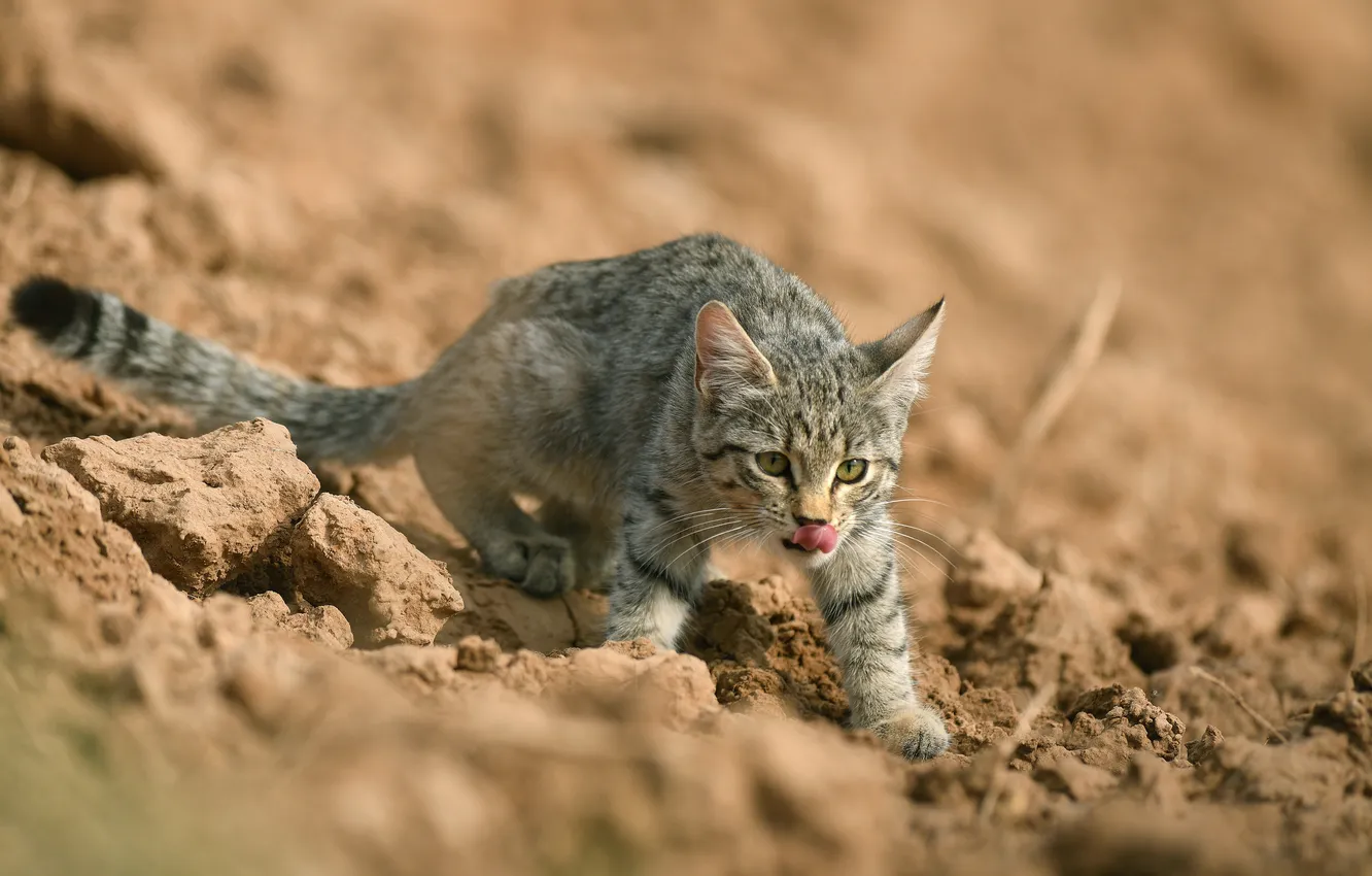 Степная кошка