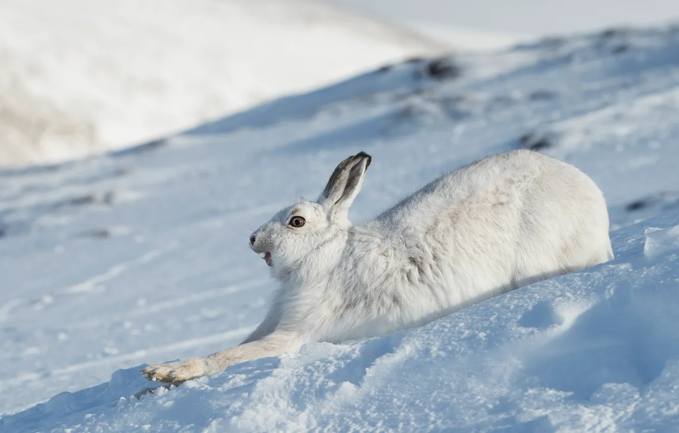 Фото обои зима, морда, снег, заяц, бег, профиль, зайчик