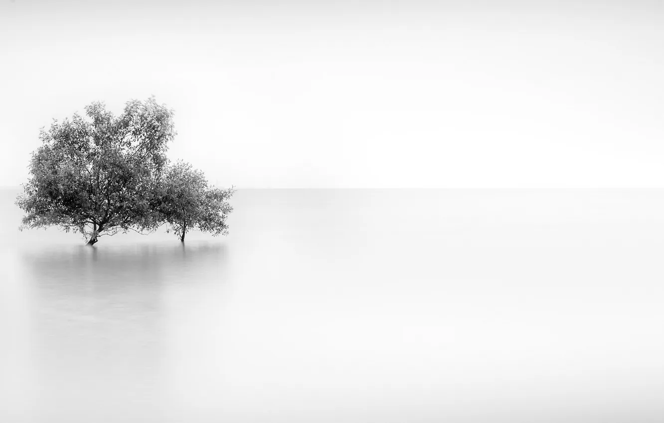 Фото обои деревья, туман, фон