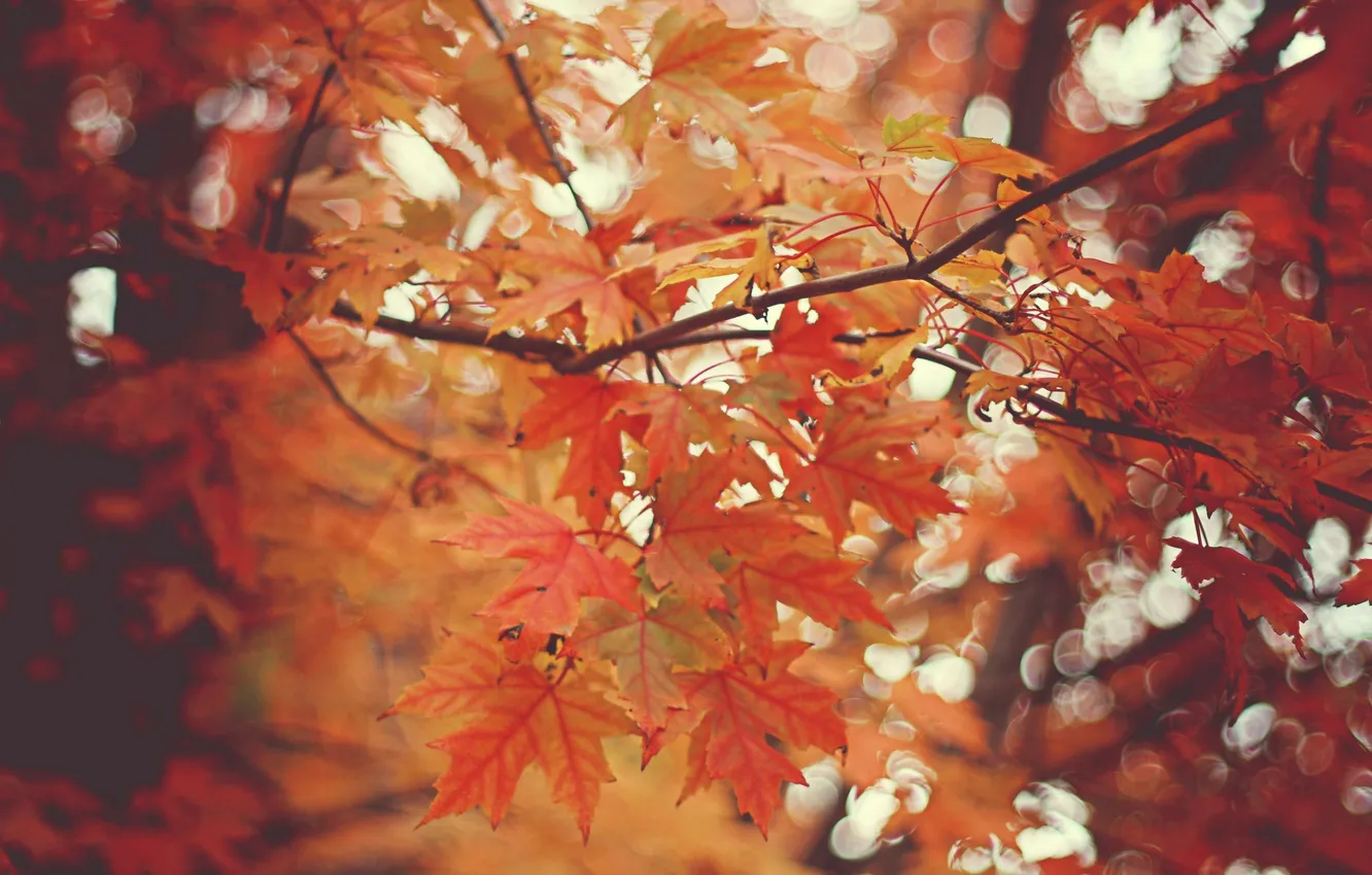 Фото обои осень, листья, деревья, природа, ветви, боке