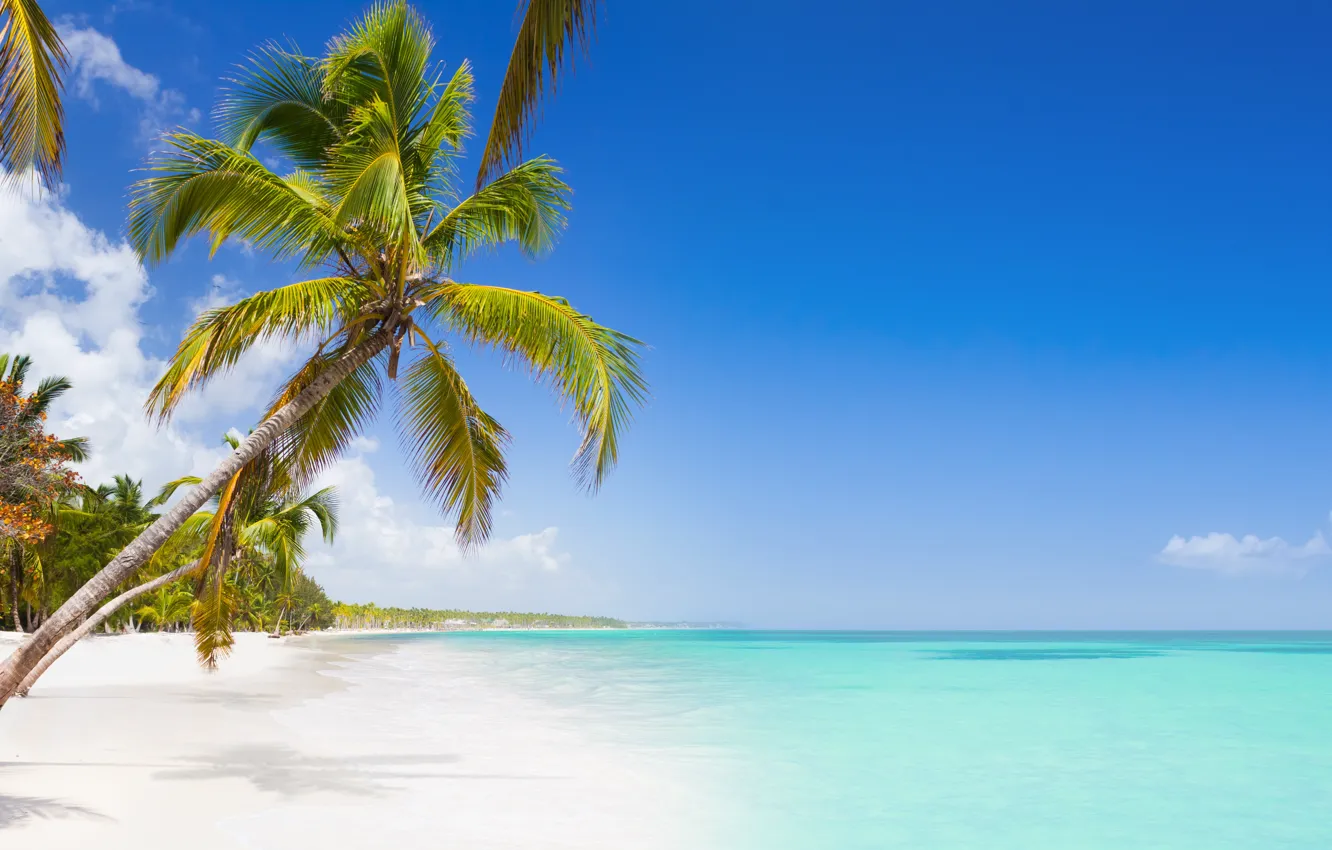 Фото обои beach, sky, sea, island, palm tree