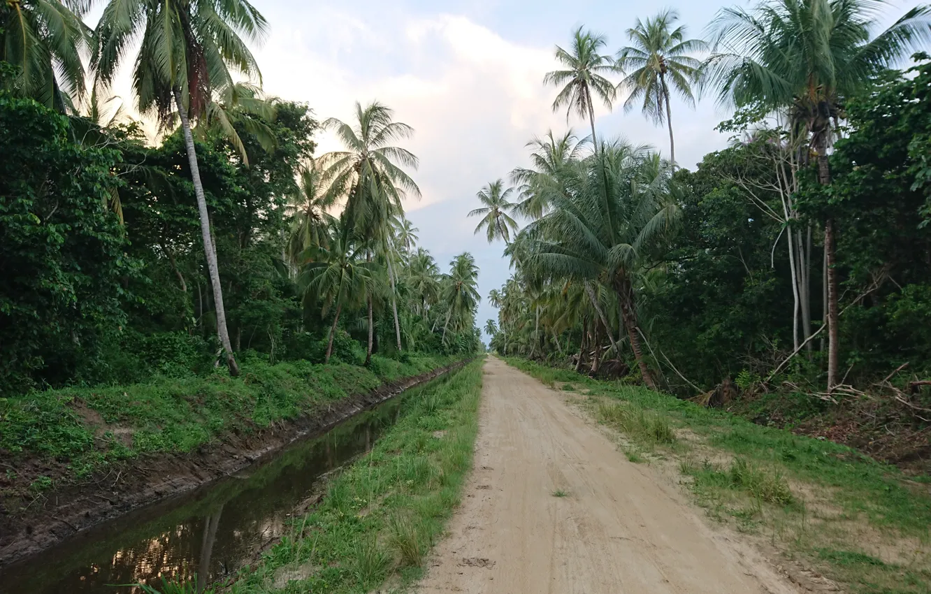Фото обои Natuur in Suriname, Totness Suriname, Kokosbomen Suriname, Coronie Suriname
