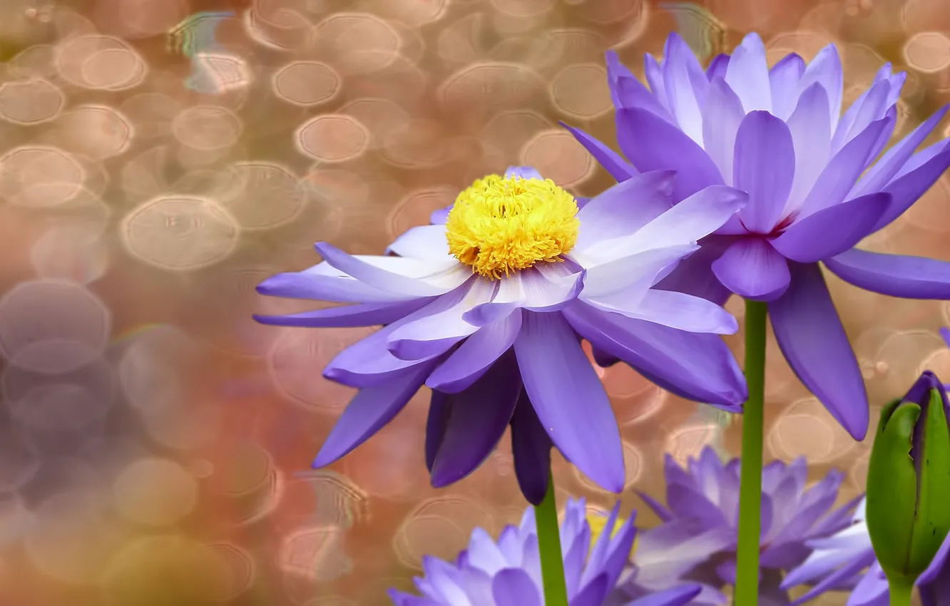 Фото обои цветы, пузыри, фон, водяные лилии
