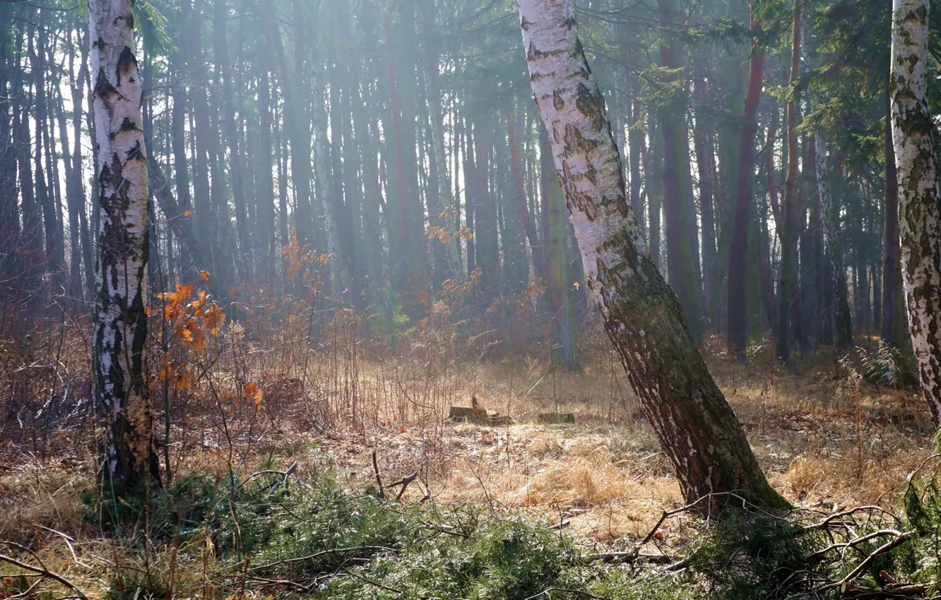 Фото обои forest, park, tree, fog