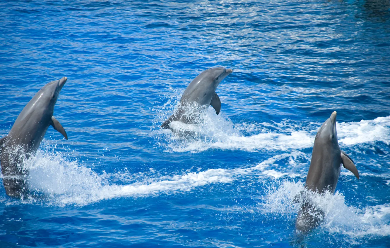 Фото обои море, бассейн, дельфины, представление