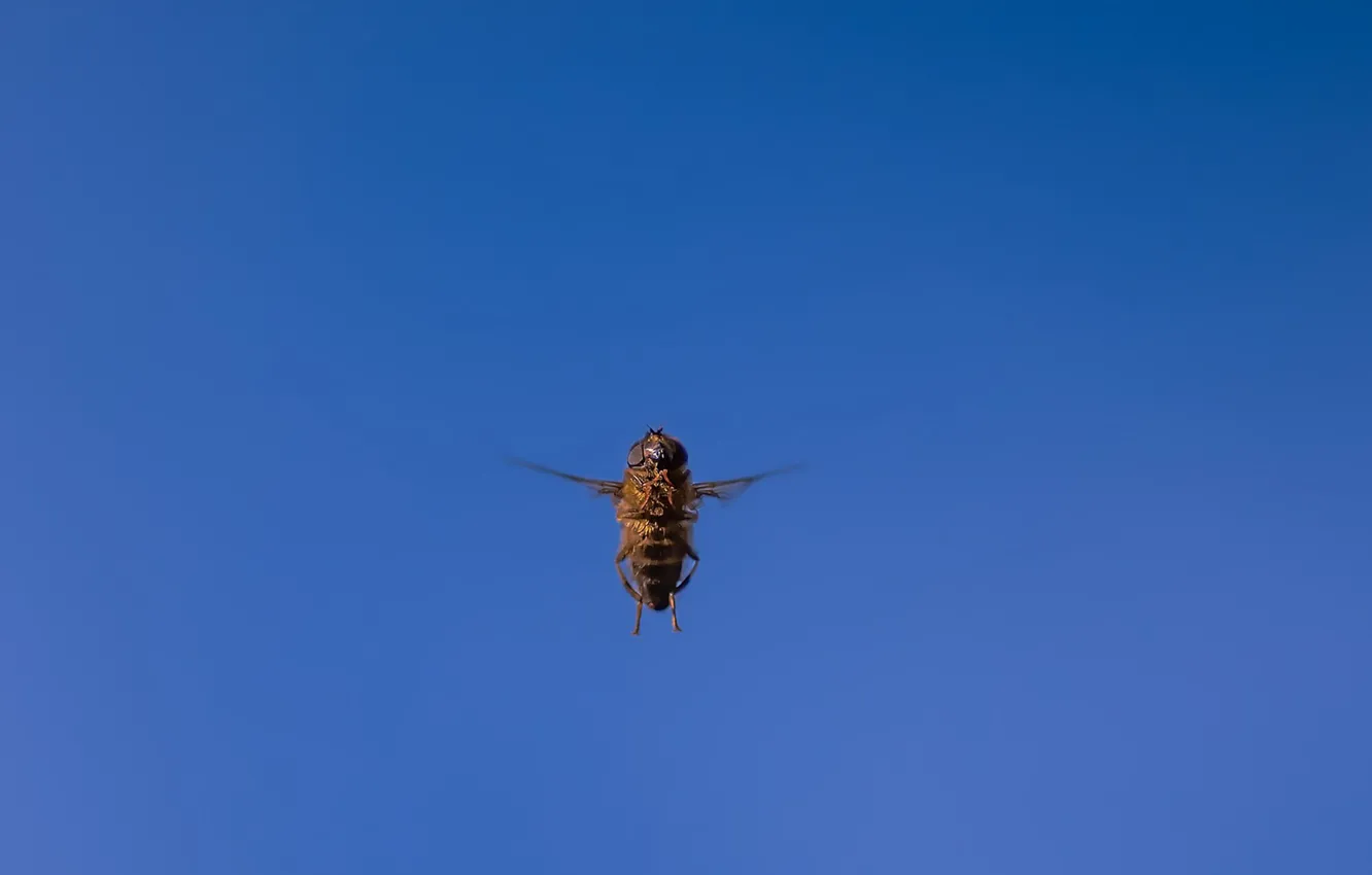 Фото обои небо, полет, пчела