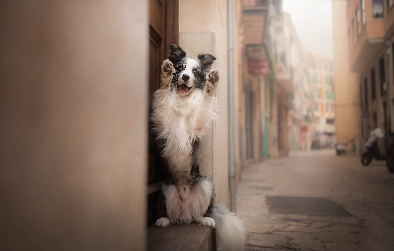 Фото обои друг, улица, пёс, Бордер-колли