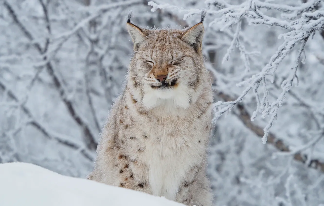 Фото обои зима, иней, кошка, морда, снег, ветки, портрет, рысь