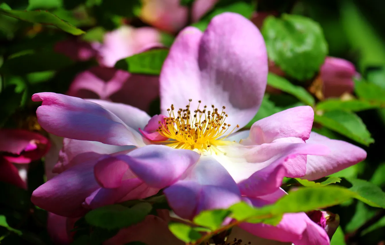 Фото обои цветок, листья, макро, цветы, розовый, лепестки, шиповник, цветение