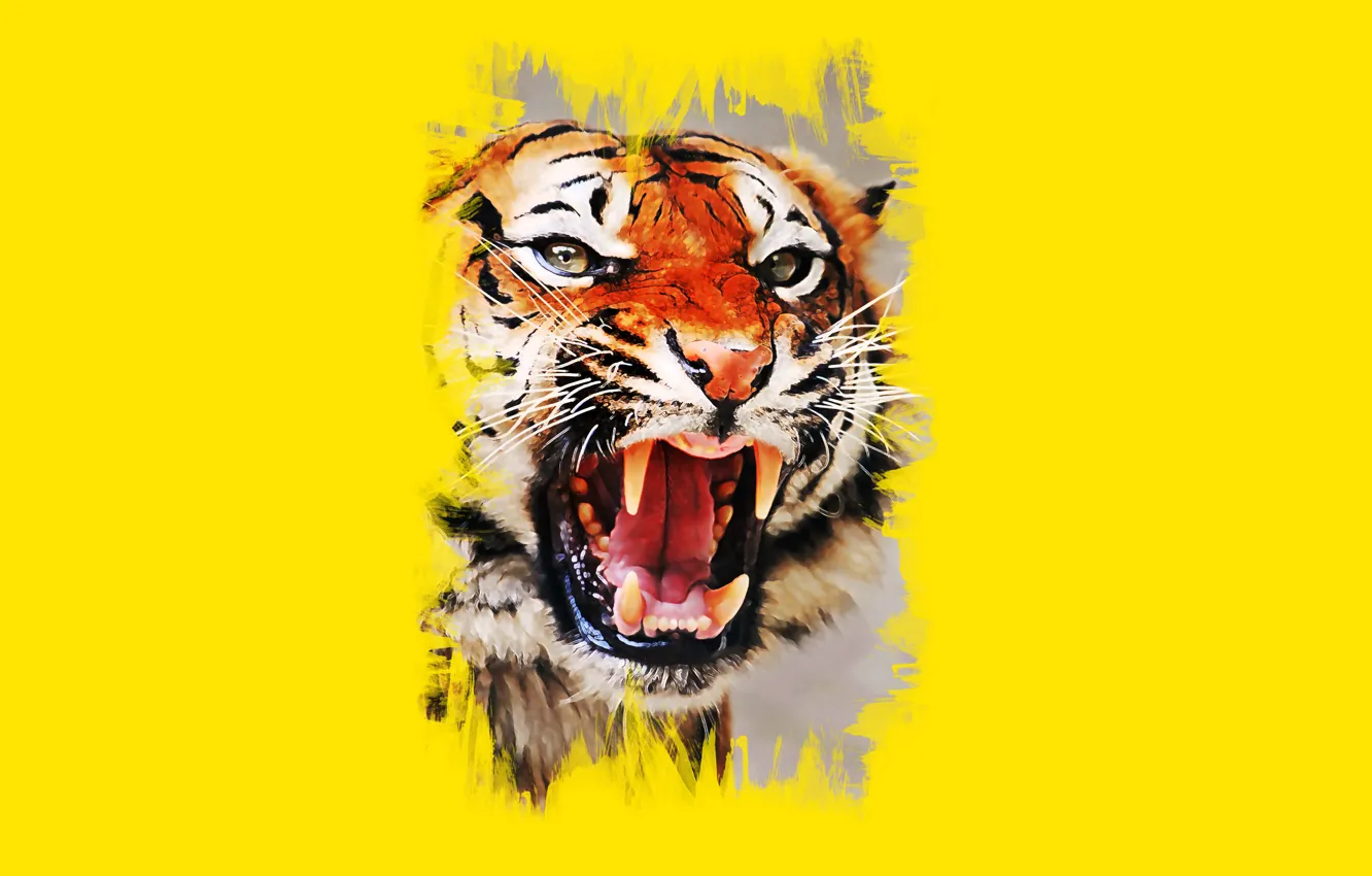 Фото обои морда, тигр, пасть, клыки, оскал, art