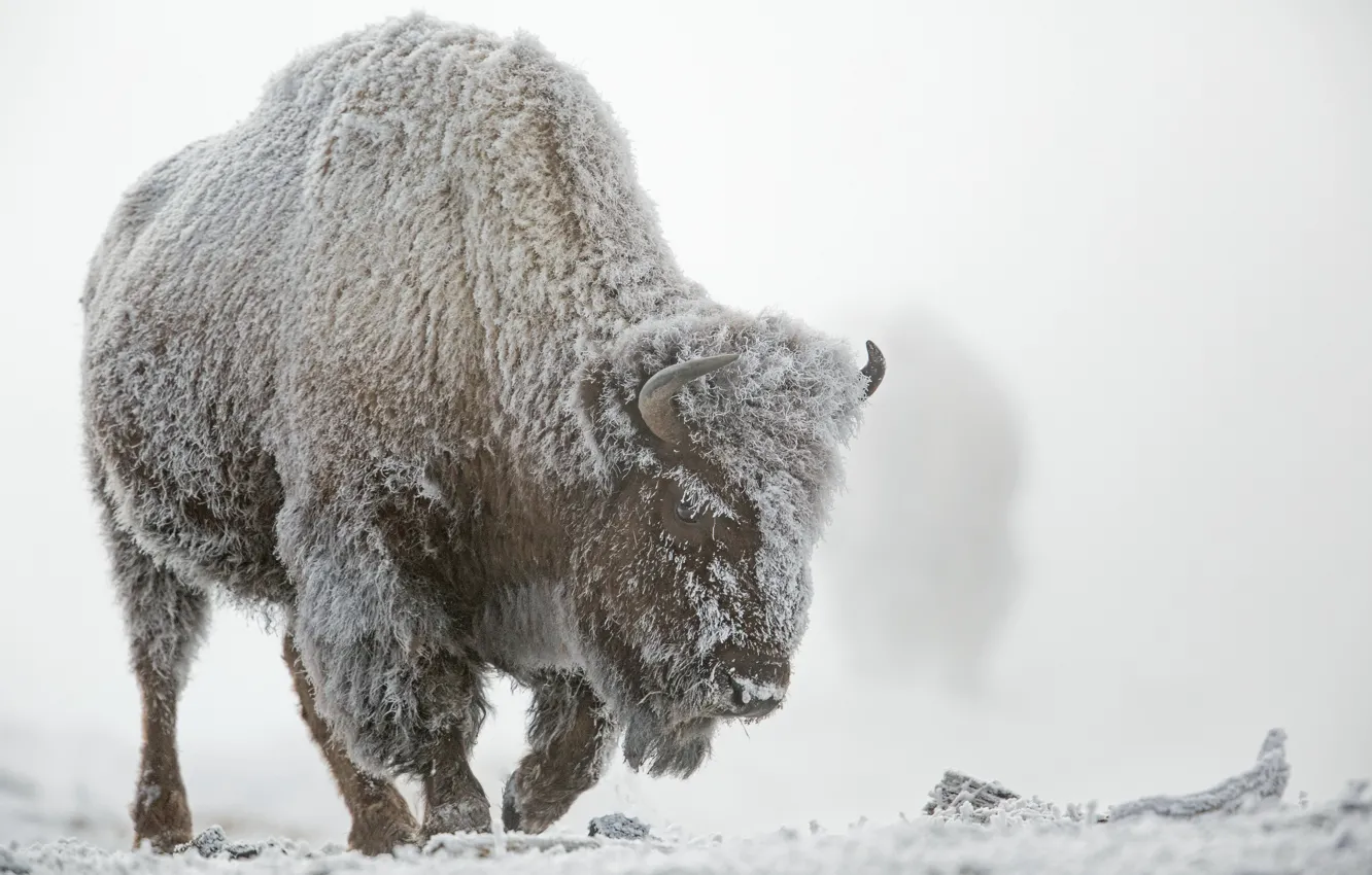Фото обои зима, иней, снег, туман, Йеллоустонский национальный парк, бизон