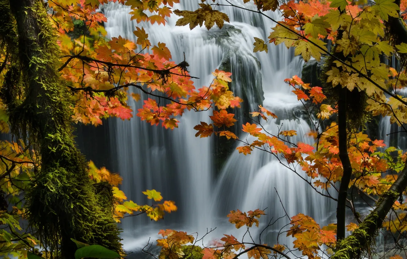 Фото обои осень, лес, деревья, природа, водопад