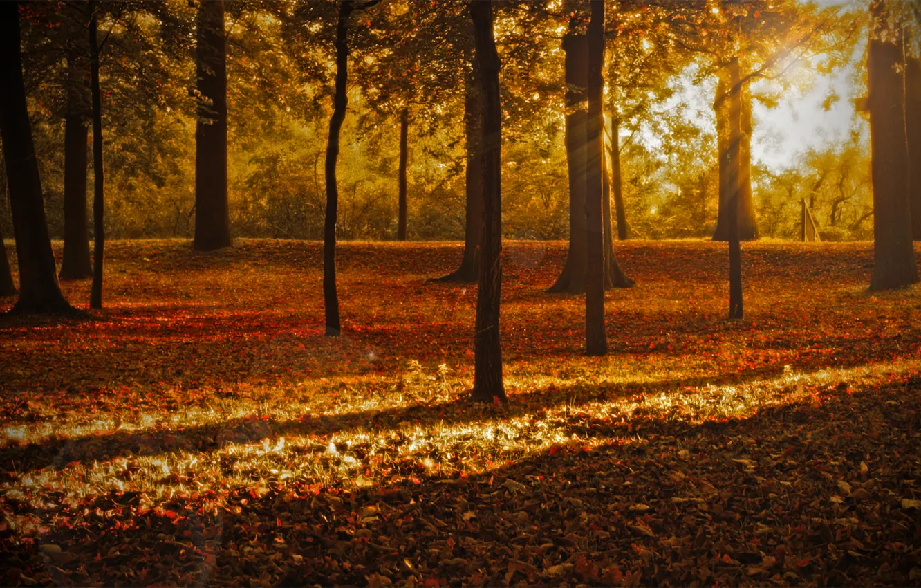 Фото обои осень, лес, листья, лучи, свет, деревья, природа, парк