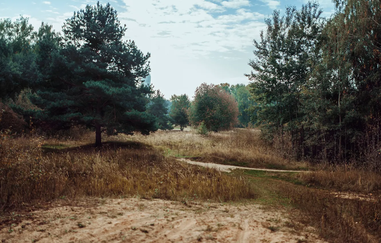Фото обои дорога, трава, деревья, Россия, сосна