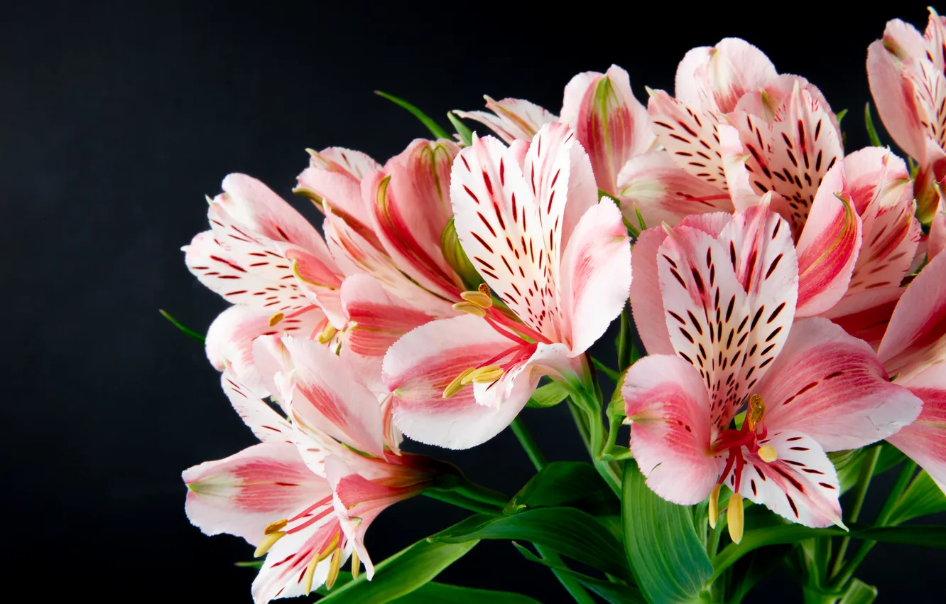 Фото обои flowers, beauty, bouquet