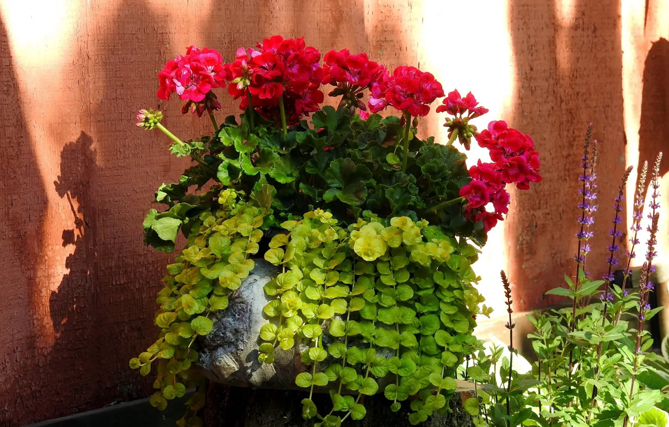 Фото обои фон, герань, красные цветы