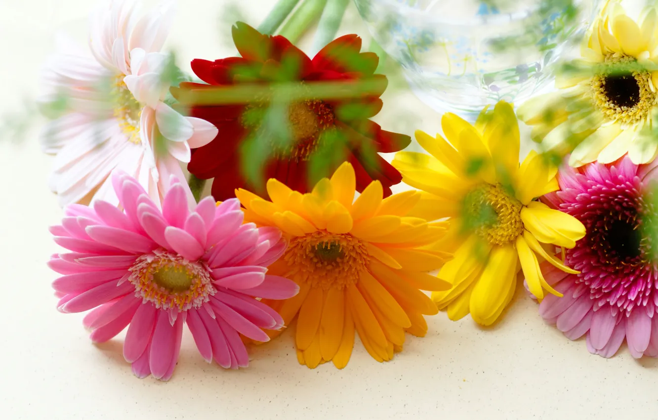 Фото обои цветы, герберы, разноцветные