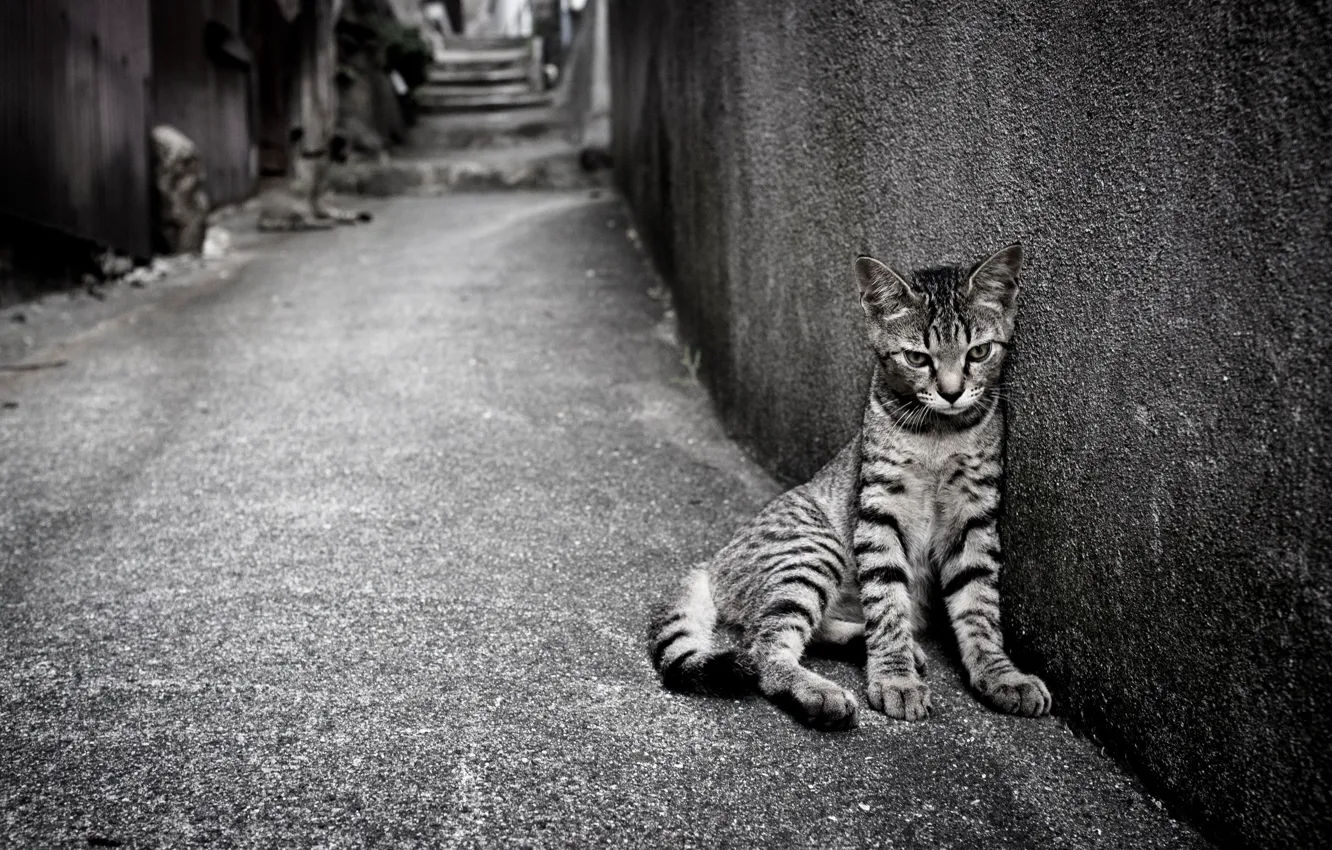 Фото обои кошка, одиночество, улица
