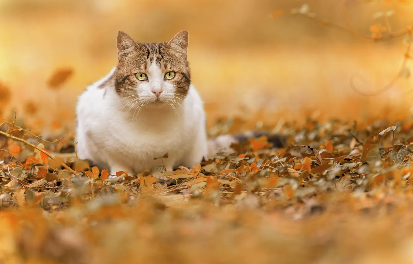 Фото обои осень, кошка, взгляд, листья, боке