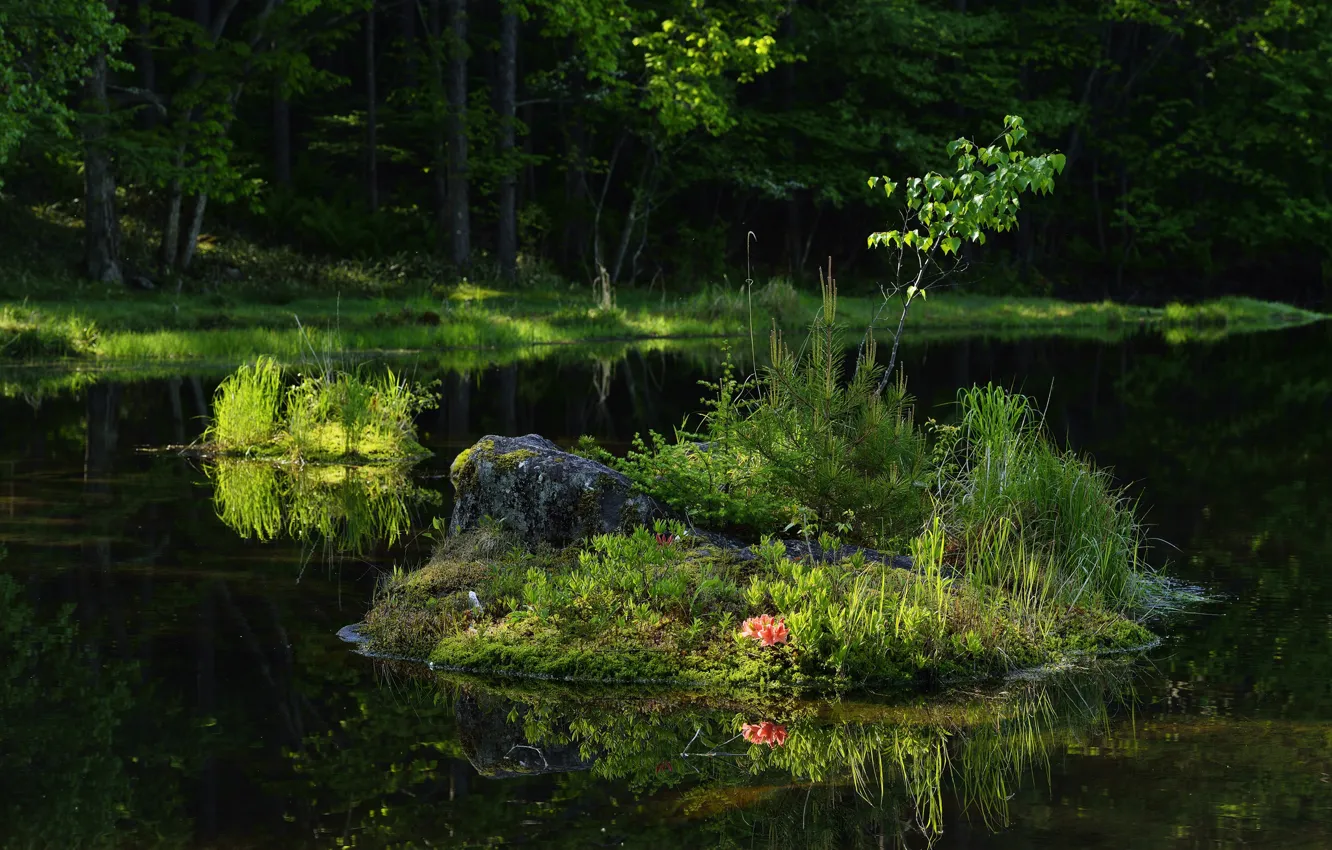 Фото обои лес, трава, цветы, озеро, отражение, островок, деревце