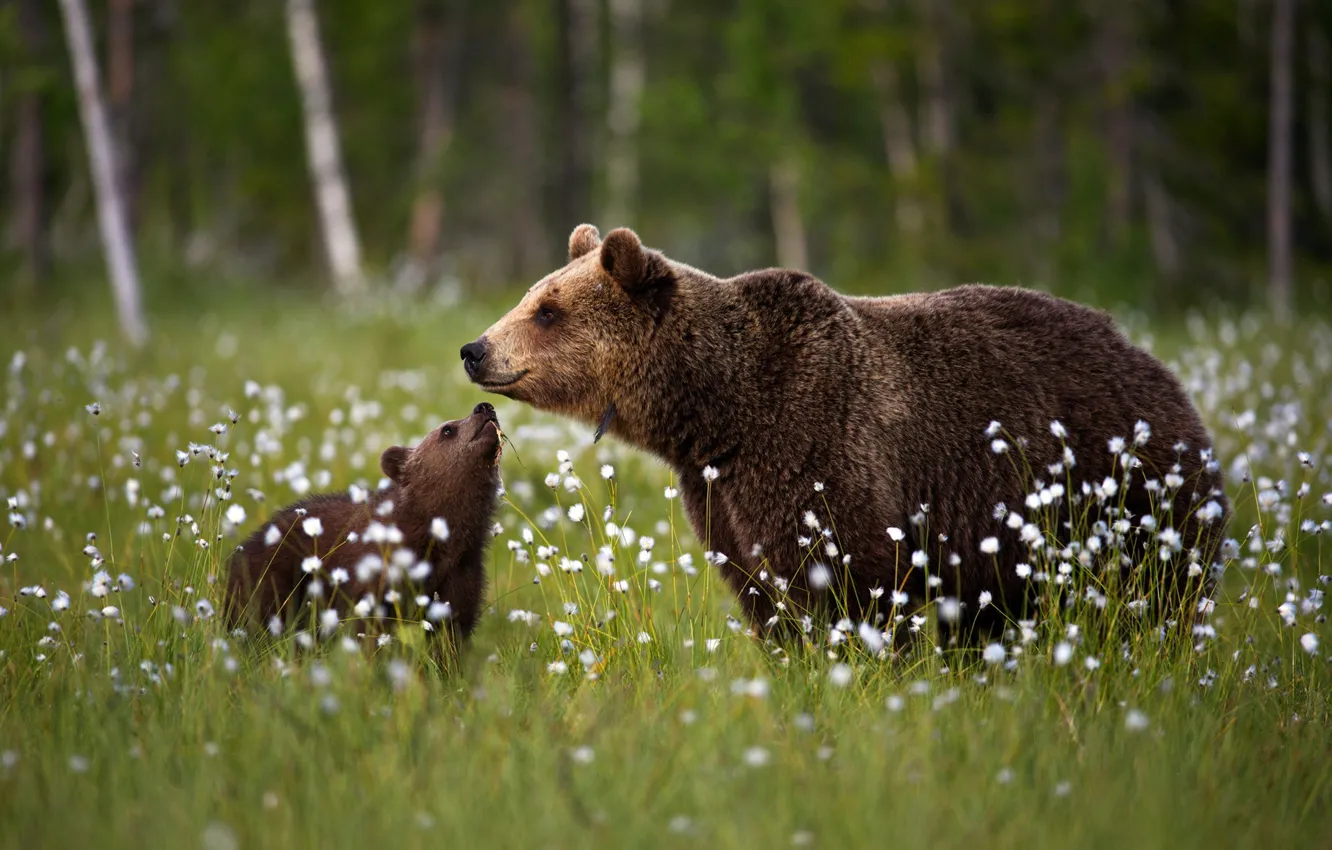 Фото обои поляна, медведи, медвежонок, детёныш, медведица