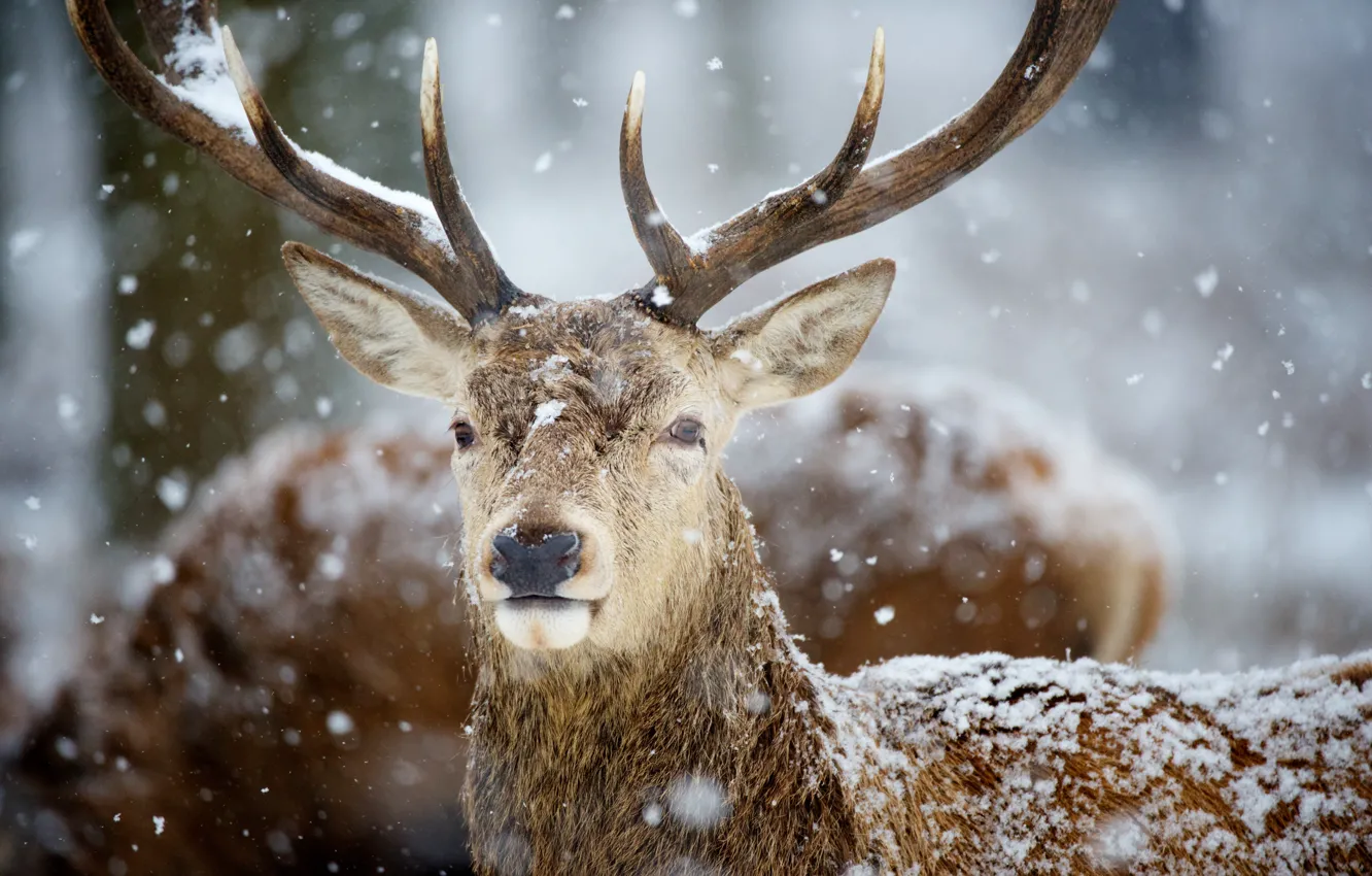Фото обои снег, олень, рога