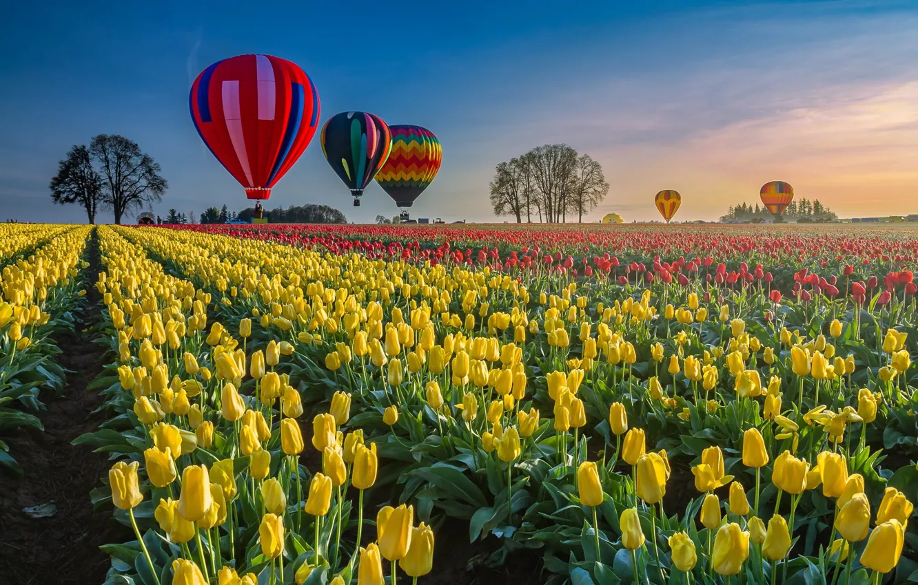 Фото обои воздушный шар, воздушные шары, поля, Весна, тюльпаны