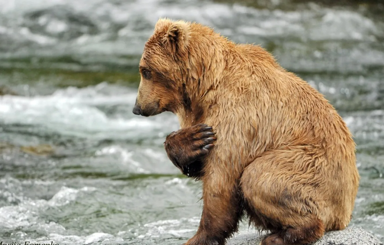 Фото обои bear, animal, brown bear, praying for fish
