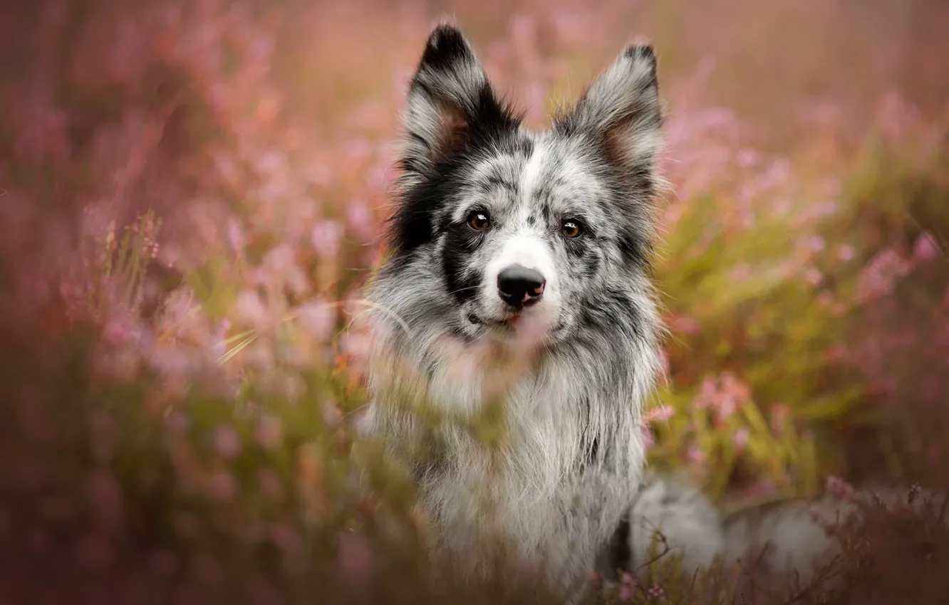 Фото обои взгляд, морда, цветы, поляна, портрет, собака, розовый фон, боке