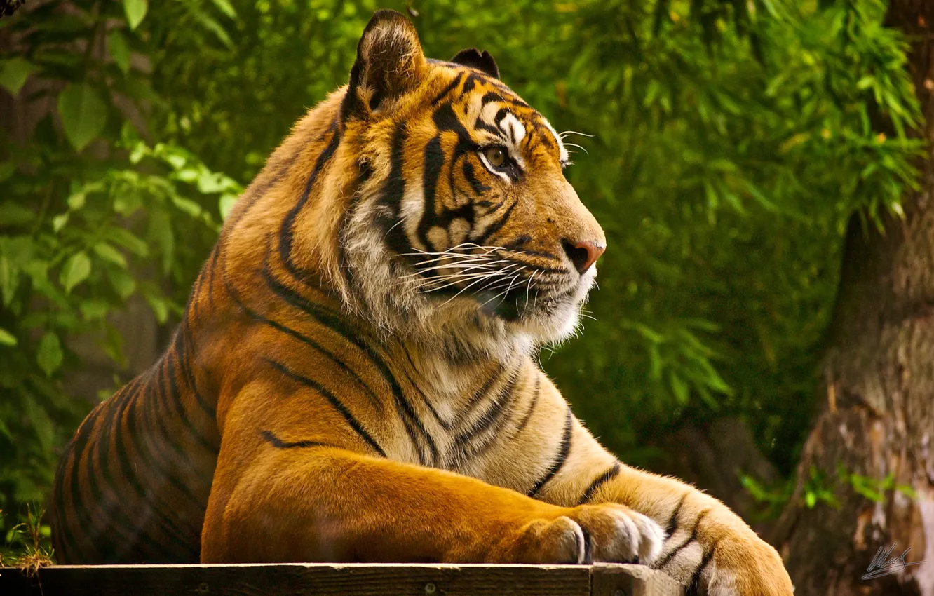 Фото обои тигр, отдых, хищник, зверь