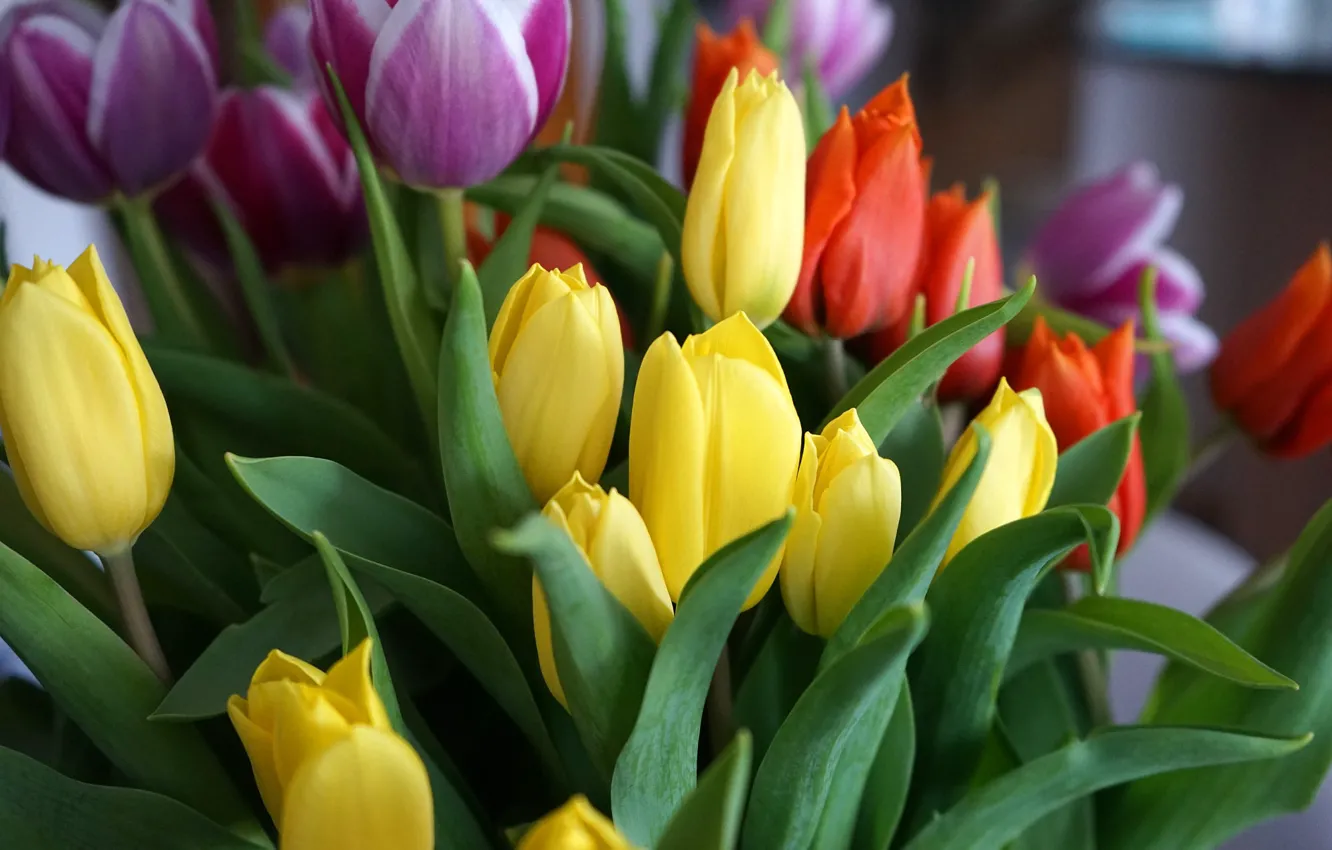 Фото обои листья, цветы, букет, весна, желтые, тюльпаны, красные, бутоны