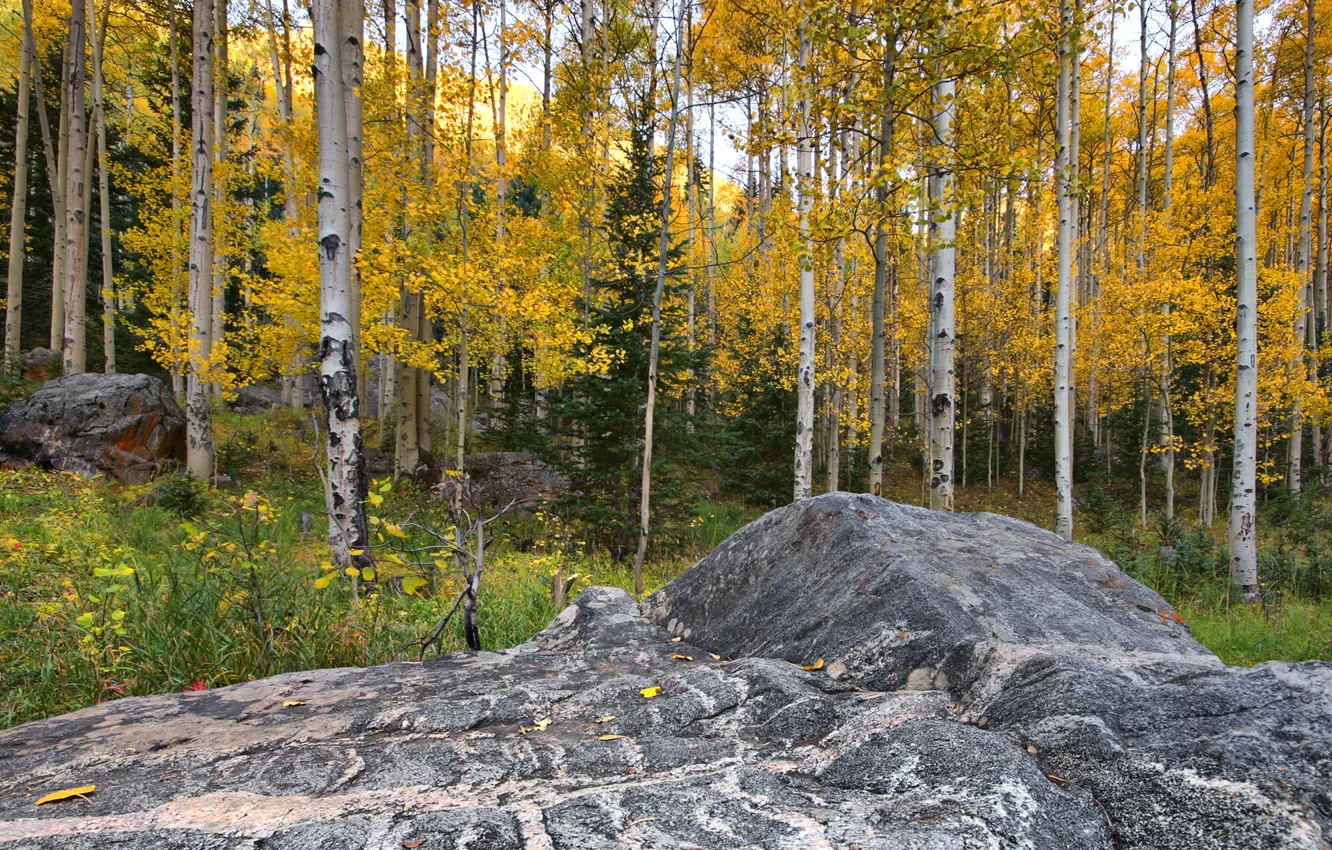 Фото обои осень, лес, листья, камень, Колорадо, США, осина, Аспен