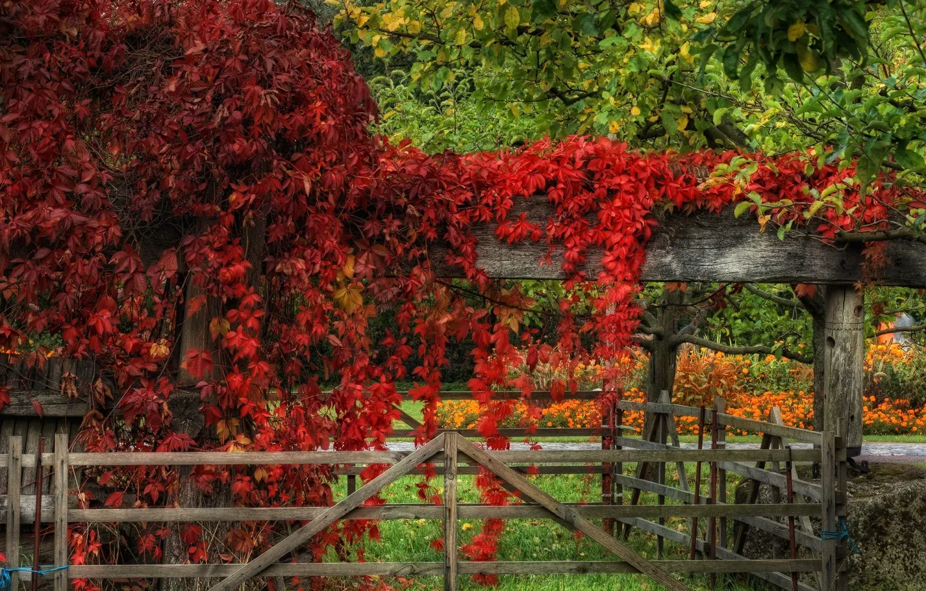 Фото обои осень, листья, красные, red, Autumn, leaves, fall