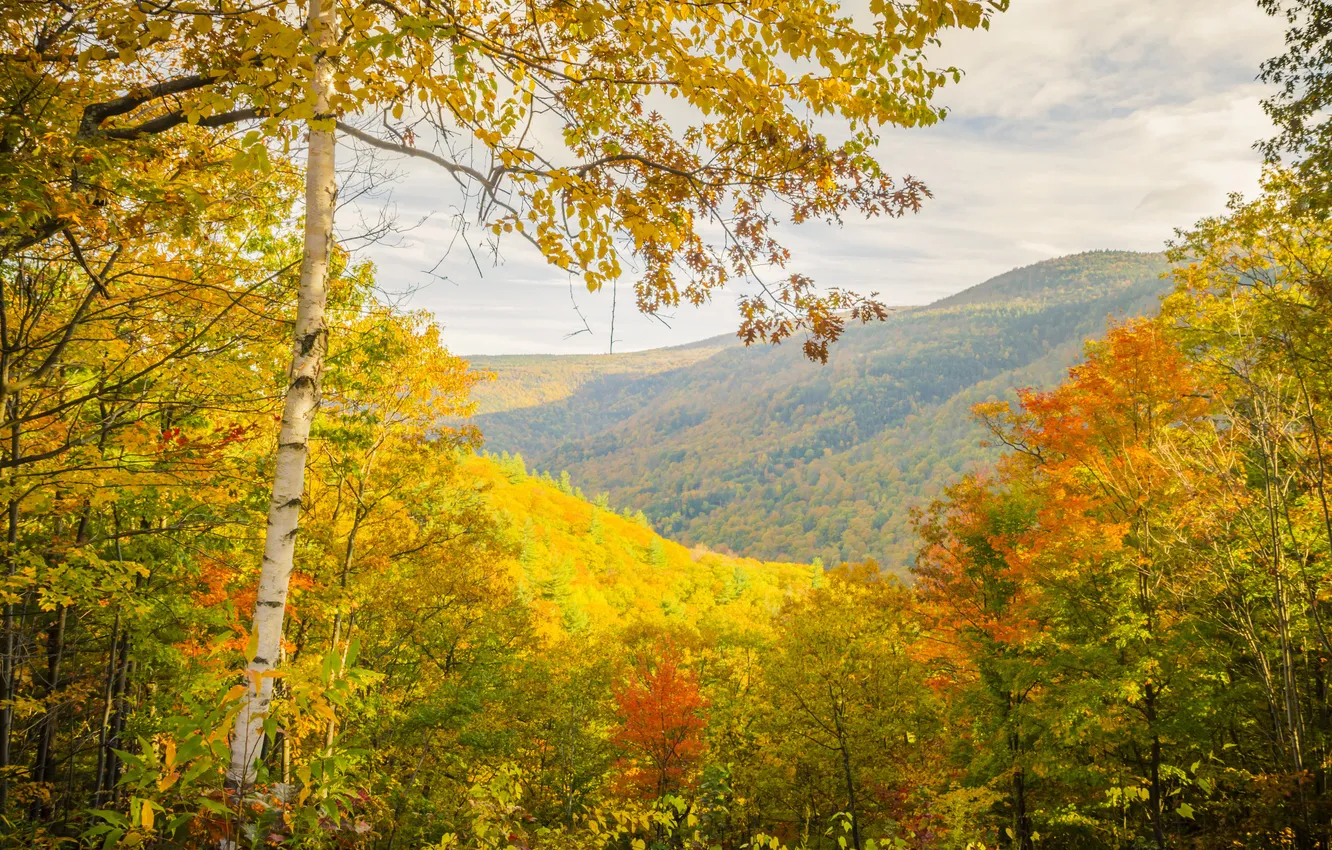 Фото обои осень, лес, небо, пейзаж, горы, дерево, береза